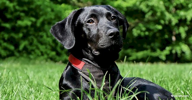 Driver finds a lost dog and immediately tries to help it but ends up saving a man's life instead