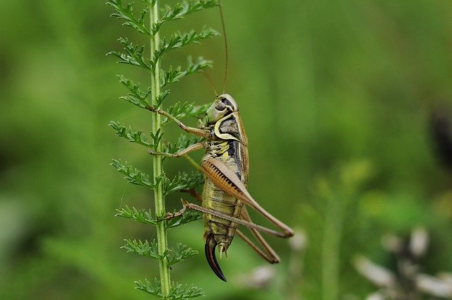 A cricket photographed out in nature. I Image: Pixabay.
