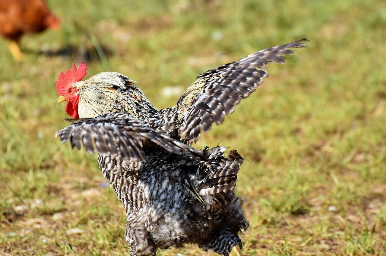 A rooster on a mission | Source: Pixabay