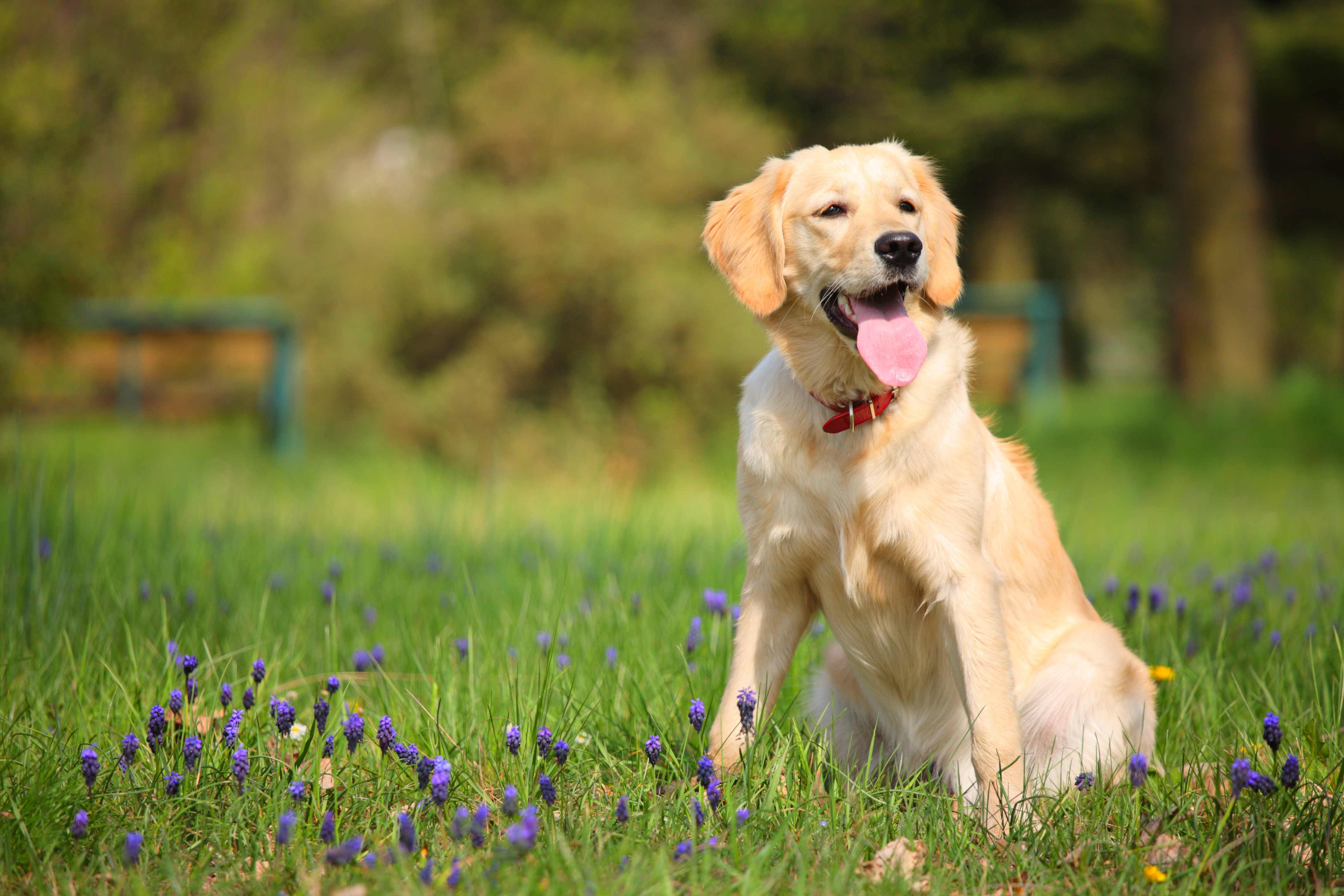 Happy Labrador retriever resting in the park | Photo: Shutterstock.com