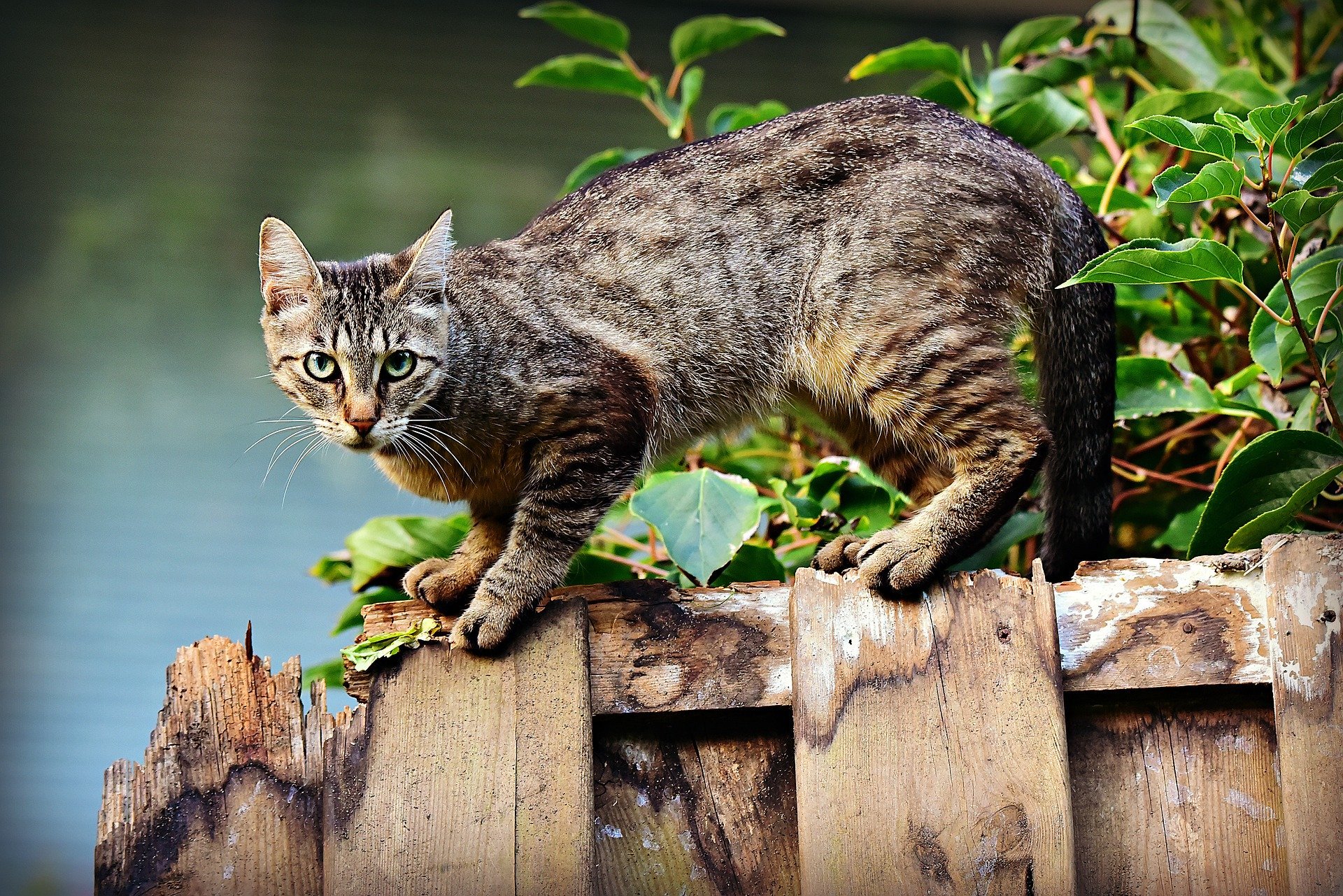 Cat crouching on a wooden fence staring at the camera | Photo: Pixabay/Mabel Amber