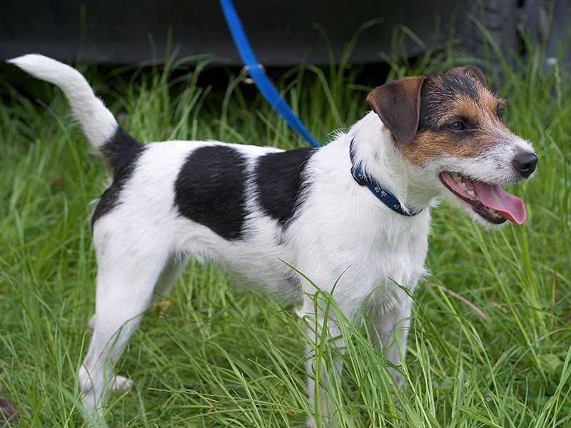 Jack Russell Terrier sobre el pasto. | Imagen: Wikipedia Jack Russell Terrier sobre el pasto. | Imagen: Wikipedia