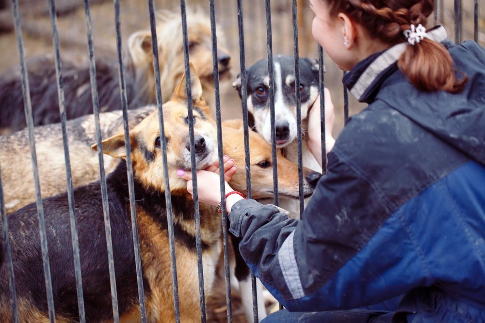 Frau streichelt Hunde hinter Gitter | Quelle: Shutterstock