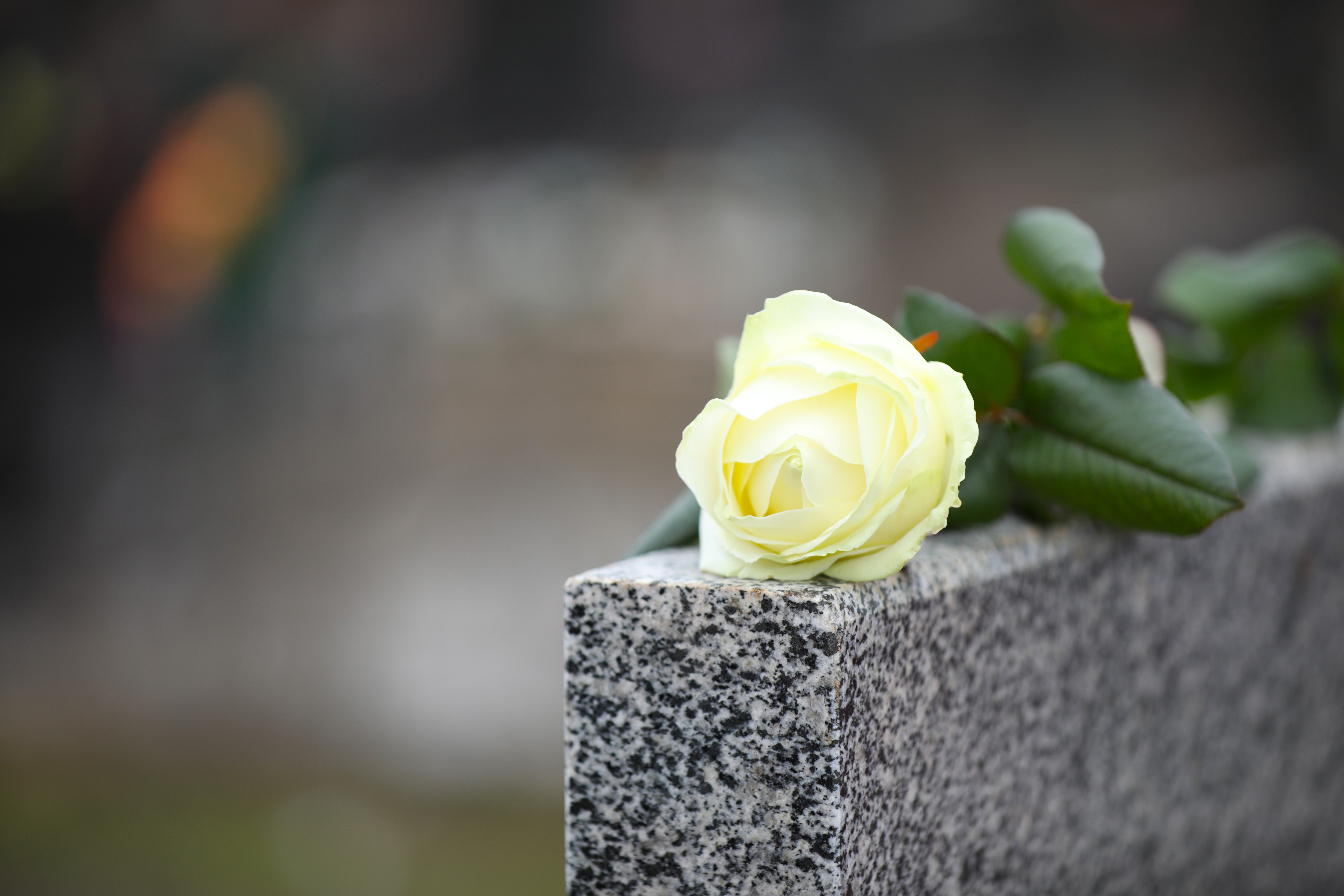 White rose on grey granite tombstone outdoors. | Source: Shutterstock