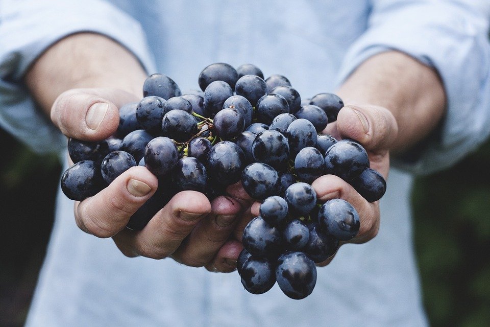 Uvas para vino| Foto: Pixabay