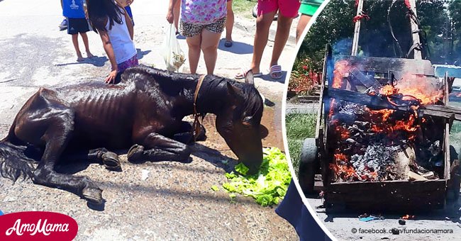 Des voisins sauvent un cheval terriblement mal nourri qui tirait une calèche et après l'avoir libéré, ils la brûlent