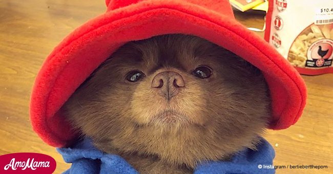Pomeranian in 'Paddington Bear' outfit definitely surpassed the original