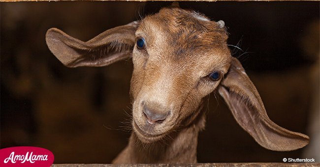Here's why goats would rather hang out with people who are smiling
