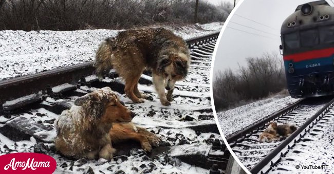 Undying loyalty: faithful dog protects friend from oncoming train