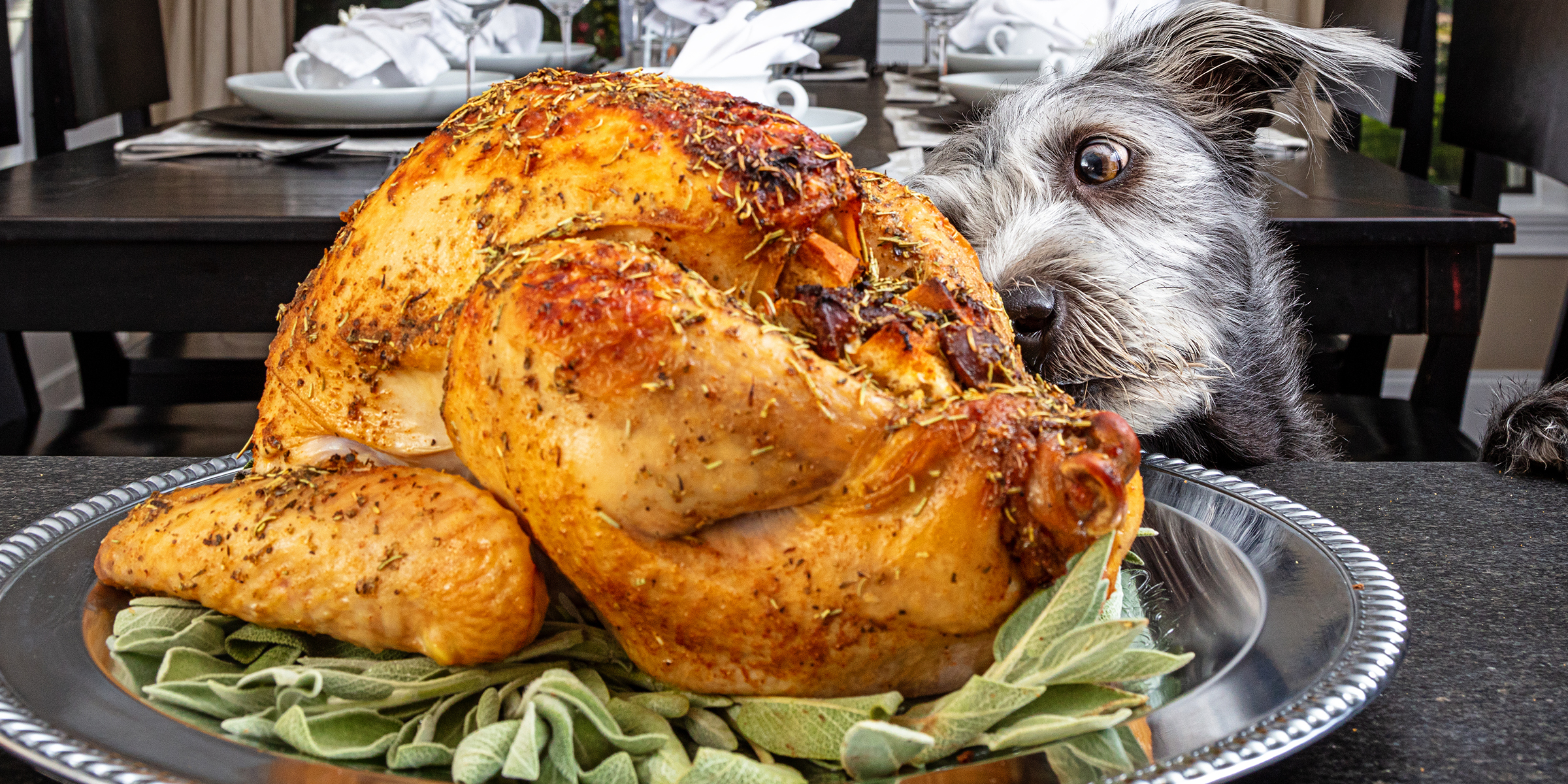 A dog sniffing a turkey | Source: Shutterstock