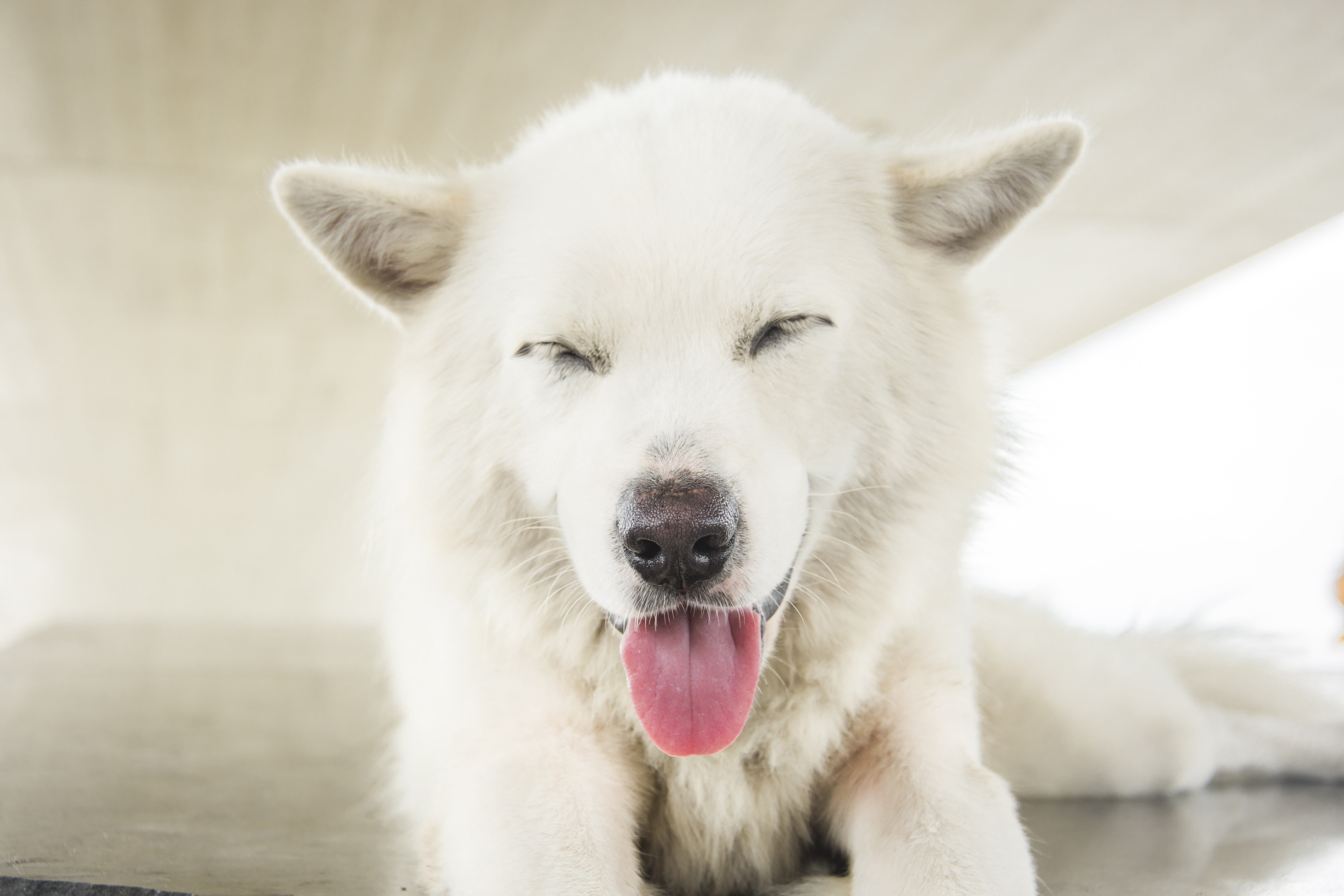 Weißer Hund | Quelle: Shutterstock