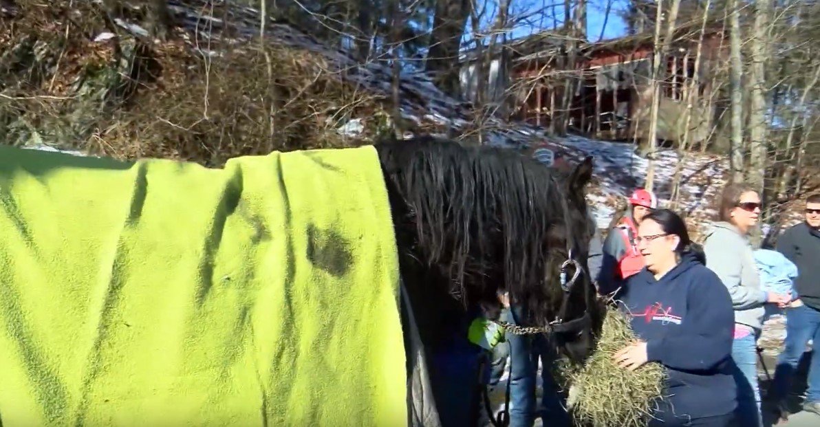 One of the rescued horses covered with a blanket and being fed after rescue attempt proved successful | Photo: YouTube / KETKnbc