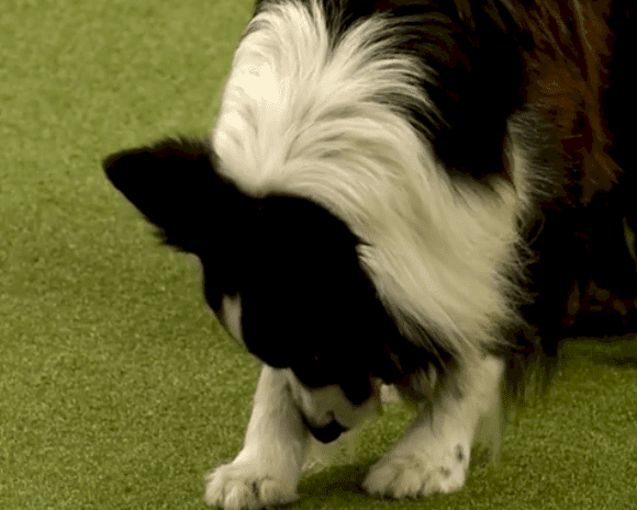 Fuente: YouTube/Crufts