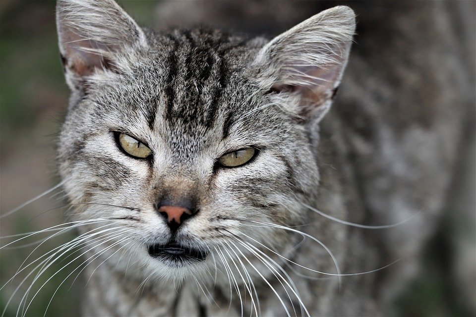 Gato con pelaje atigrado de color gris. | Foto: Max Pixel