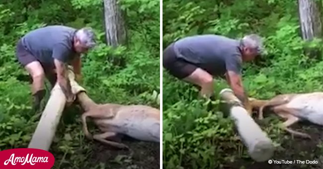 Couple desperately try to rescue deer whose head is trapped in a pipe