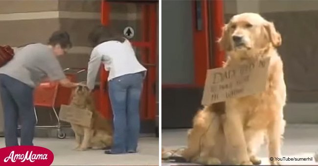 Lonely Golden Retriever looks abandoned until people read the sign around his neck