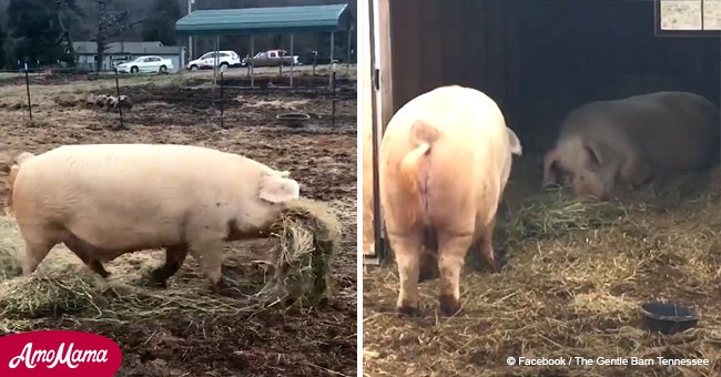 Farmer confused when pig takes food across pen, then realizes he was bringing it to sick brother