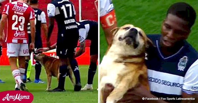 Soccer match abruptly stops after an unusually fluffy 'player' appears on the field