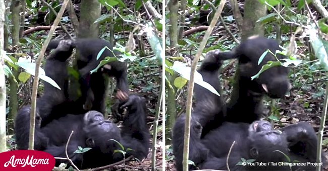 Heart-warming moment a chimp plays 'airplane' with its baby 