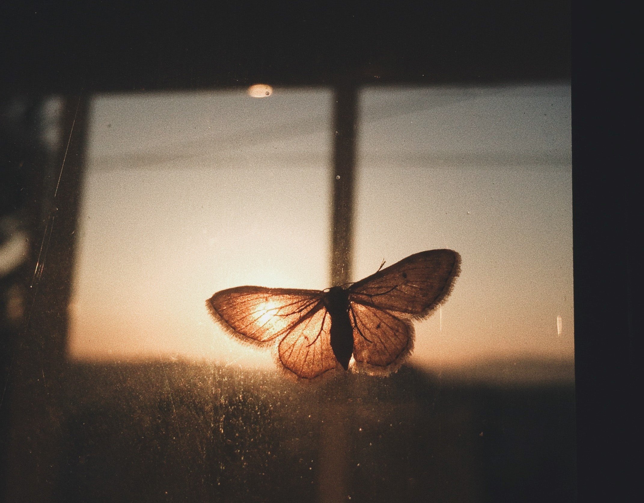 Man claims he saw a huge moth on a window before his dear aunt's passing | Photo: Unsplash