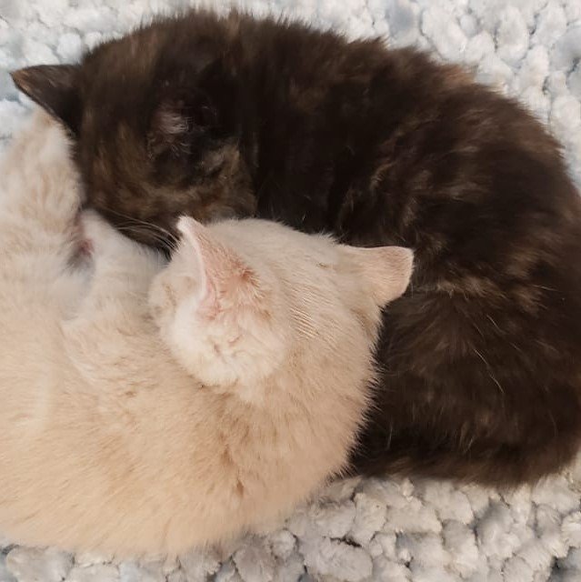 Lynn Farells weitere Katzen. I Quelle: facebook.com/lynn.farrell.106
