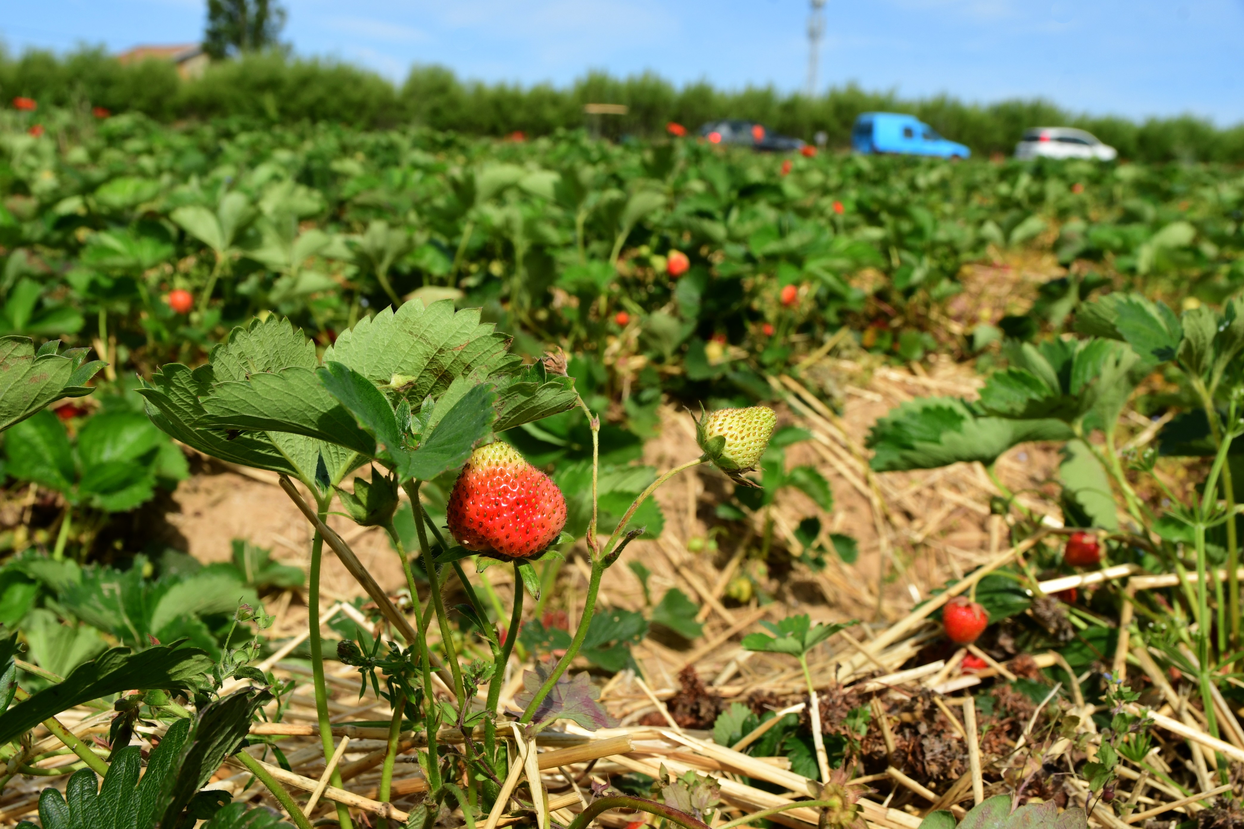 Strawberries for jam seen in a field at a producer's farm | Source: Getty Images