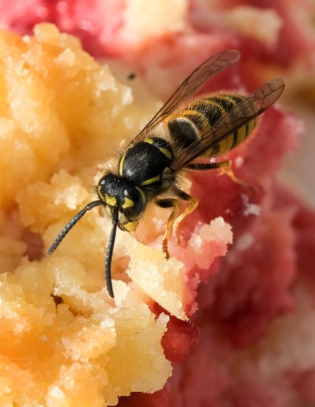 Une guêpe commune est assise sur un gâteau. |Photo : Getty Images.