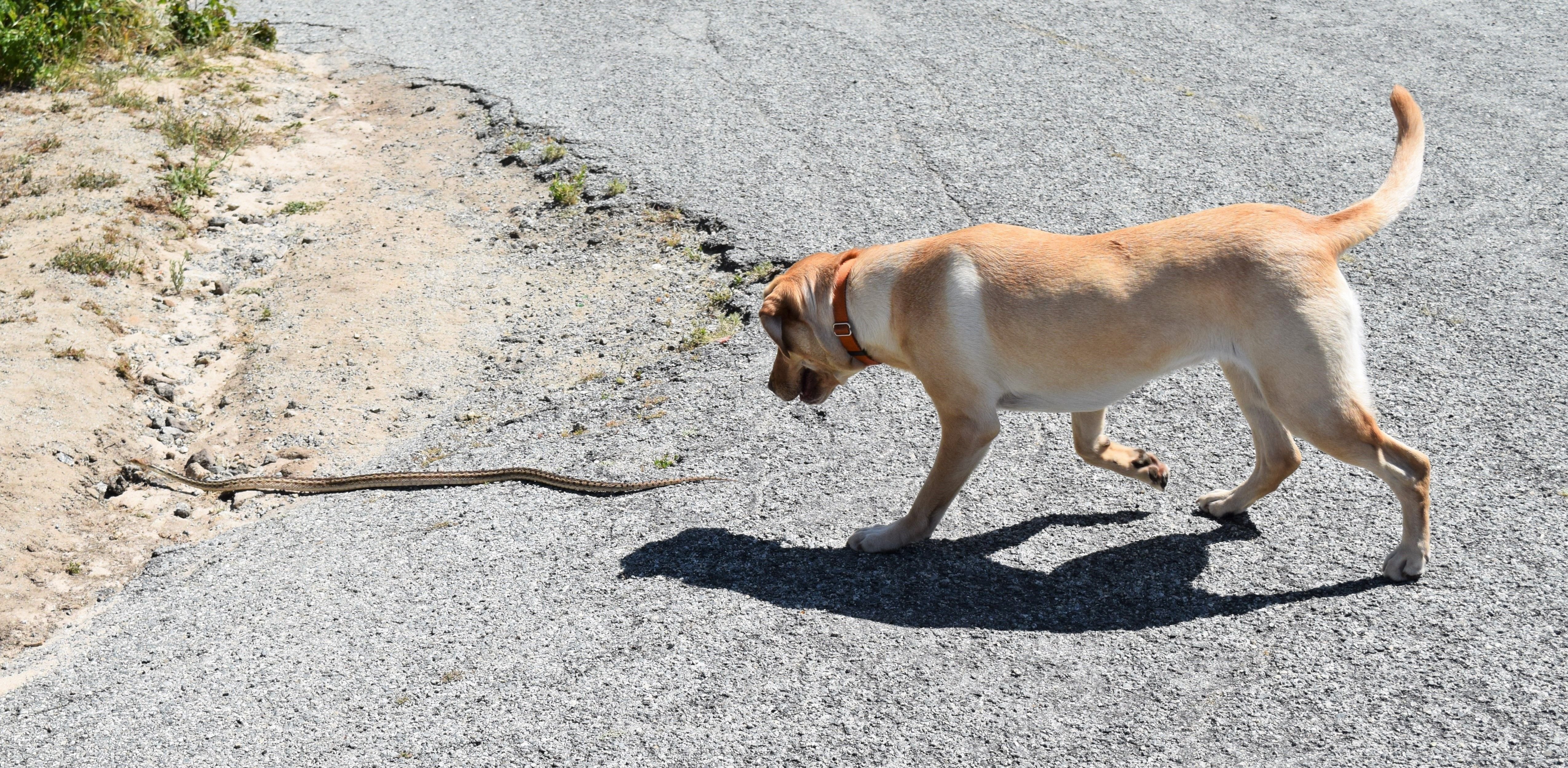A labrador dog chases a gopher snake in the hills of Monterey,  California. | Source: Shutterstock
