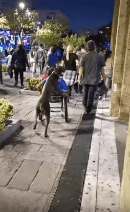 El can y el chico transitan por una plaza. | Imagen tomada de: YouTube/ViralHog
