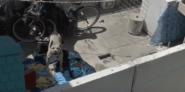 Hund inmitten von Müll im Hinterhof | Quelle: YouTube/Primer Impacto