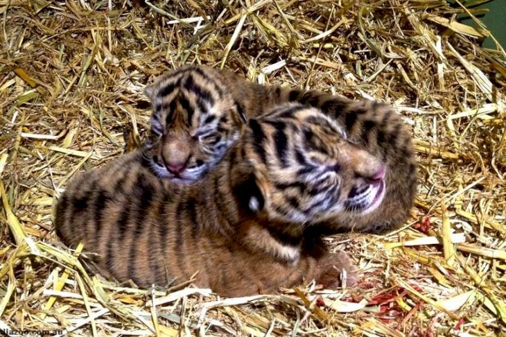 Source : Australia Zoo Source : Australia Zoo