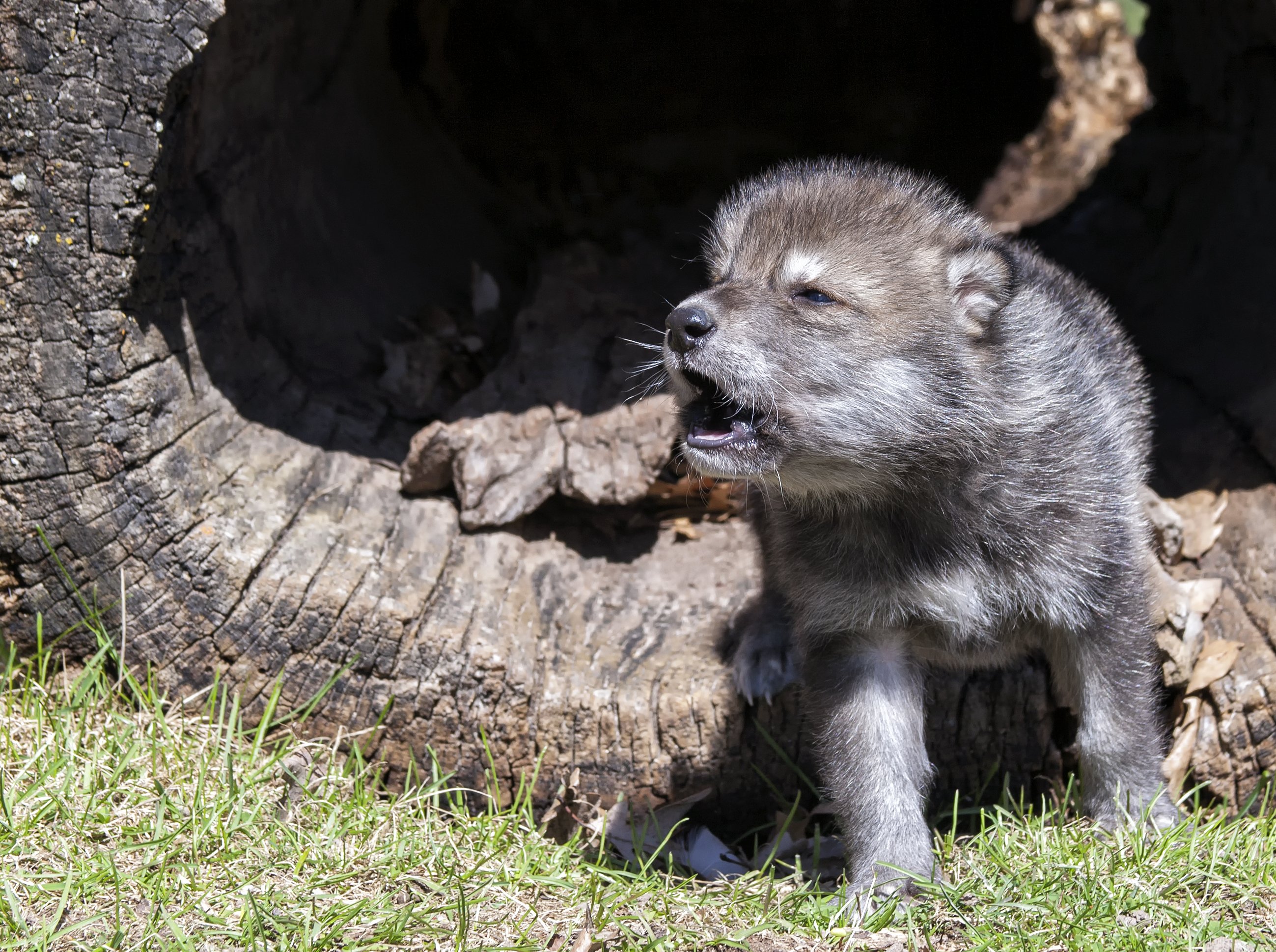 Cachorro de lobo. | Foto: Shutterstock