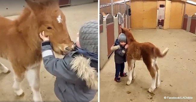 Mom captures heartwarming moment little son plays with cute foal