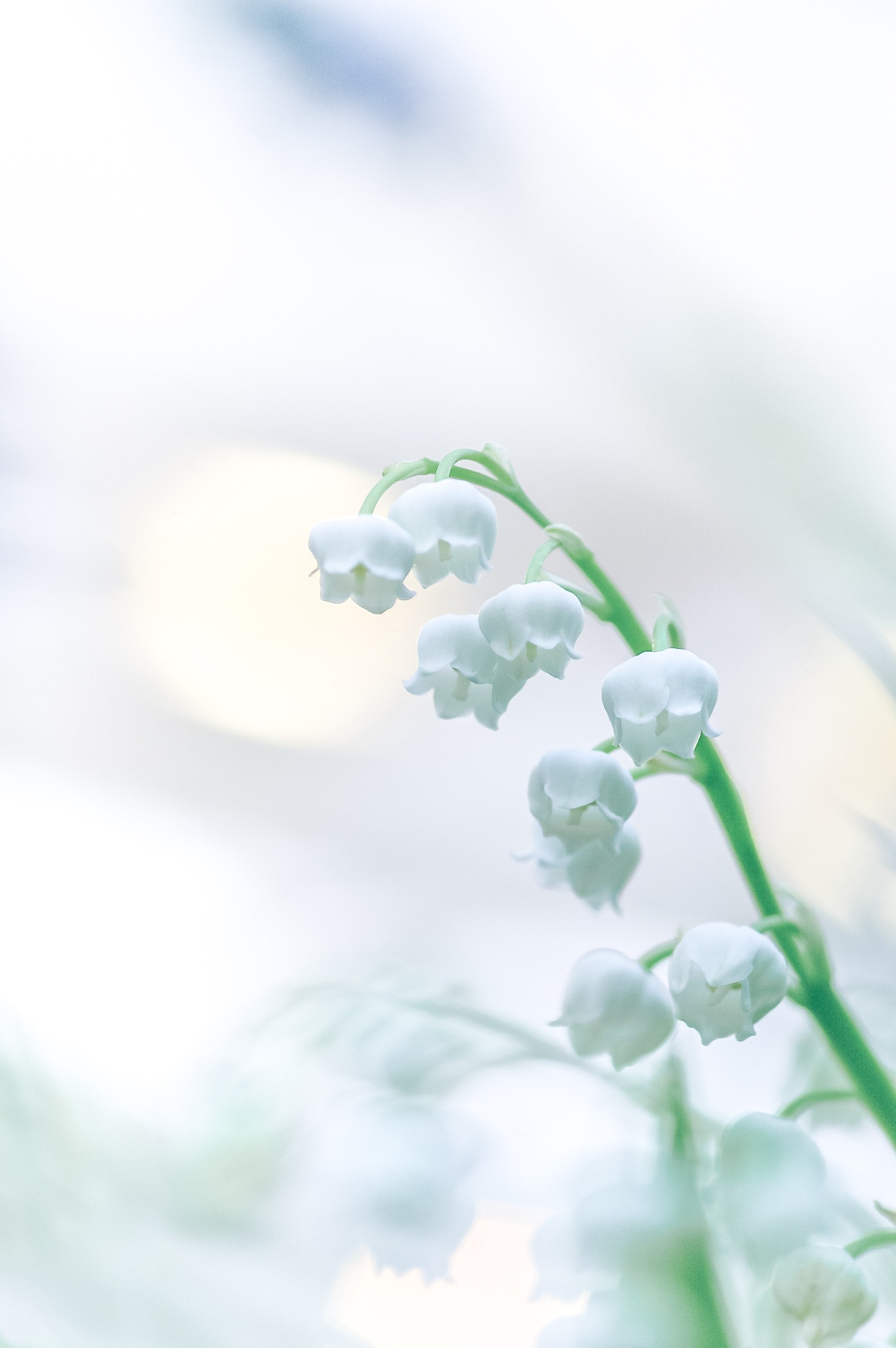 Lily of the valley | Unsplash 