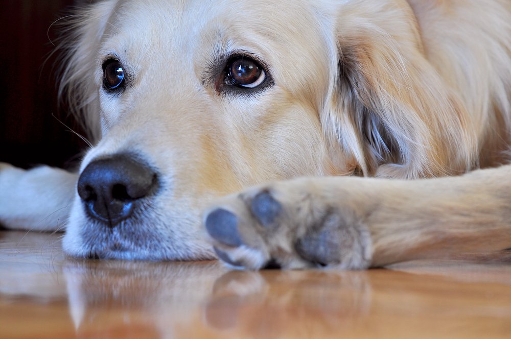Trauriger Golden Retriever, der auf dem Boden sitzt | Quelle: Shutterstock