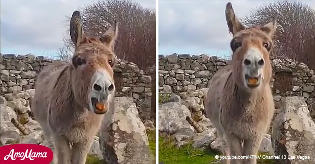 Increíble video de burra que 'canta' ópera