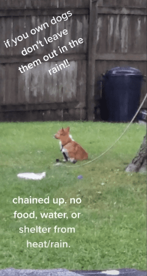 A scared-looking pup tied to a tree in an open field | Photo: tiktok.com/kenadeelynn8