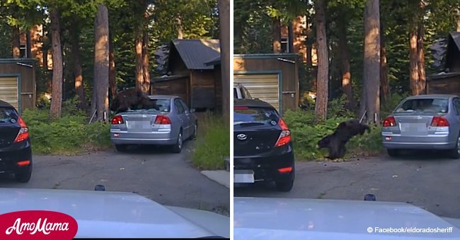 Trapped bear escapes from car after officer shoots out the back window (video)