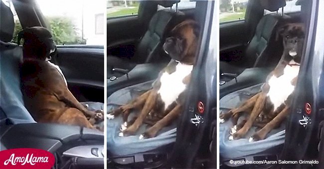Offended dog refused to make eye contact when his owner lied about a trip to the vet
